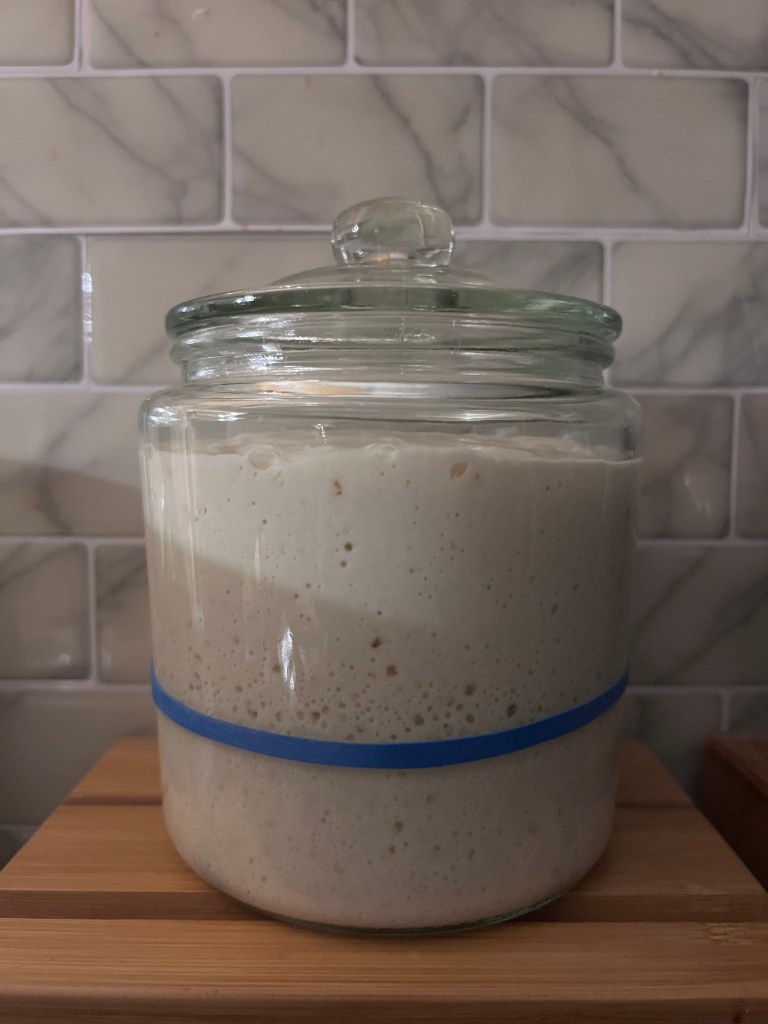 Maintaining sourdough starter on the countertop in a glass apothecary jar with a blue rubber band marking the starting level to measure the rise.