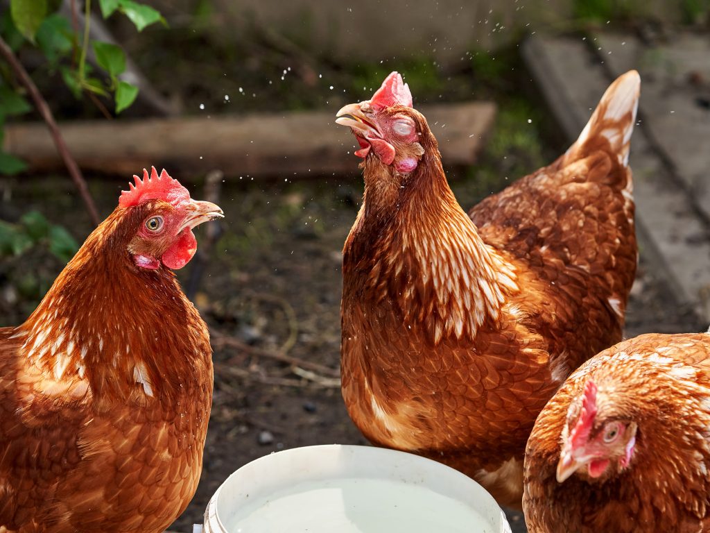 Three brown hens drink water in the poultry yard