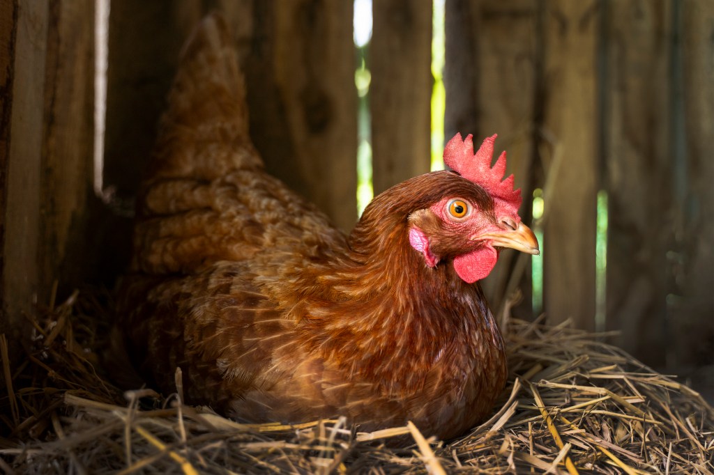 Best Egg Laying Chicken Breeds for Beginners